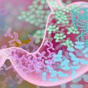 Identificada una bacteria intestinal que alarga la vida