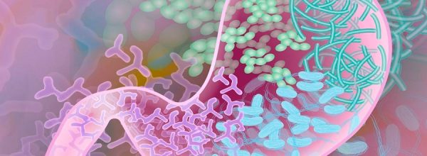 Identificada una bacteria intestinal que alarga la vida