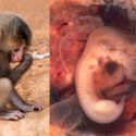 Científicos españoles dicen haber creado en China embriones de mono con células humanas
