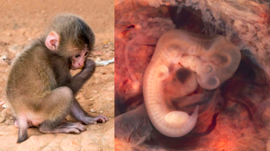 Científicos españoles dicen haber creado en China embriones de mono con células humanas
