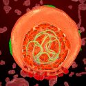 Un nuevo método bioquímico saca a la luz el pasado molecular del ARN