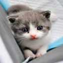 Nace Garlic, el primer gato clonado de China [VIDEO]