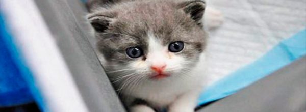 Nace Garlic, el primer gato clonado de China [VIDEO]