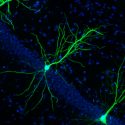 Logran sustancias capaces de aumentar la memoria en el cerebro