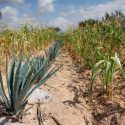 El metepantle (milpa entre magueyes) antiguo sistema con futuro sostenible