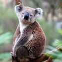 La fórmula para salvar a los koalas está en sus excrementos