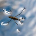 Crean un proceso de desalinización inspirado en insectos que caminan sobre el agua
