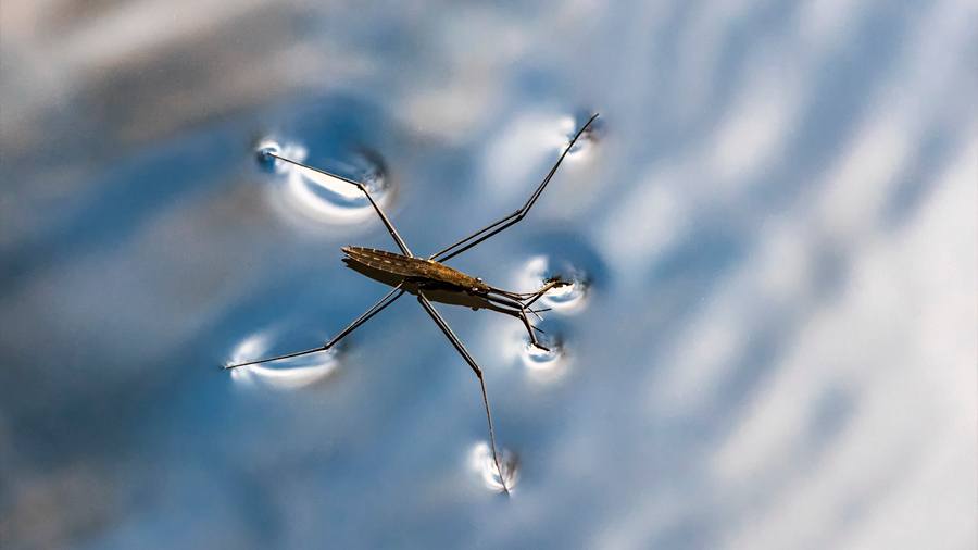 Crean un proceso de desalinización inspirado en insectos que caminan sobre el agua