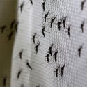 Descubren biólogos argentinos súper mosquitos capaces de resistir el frío del invierno