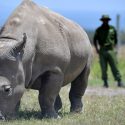 Extraen ovocitos de rinocerontes blancos para salvar a la especie