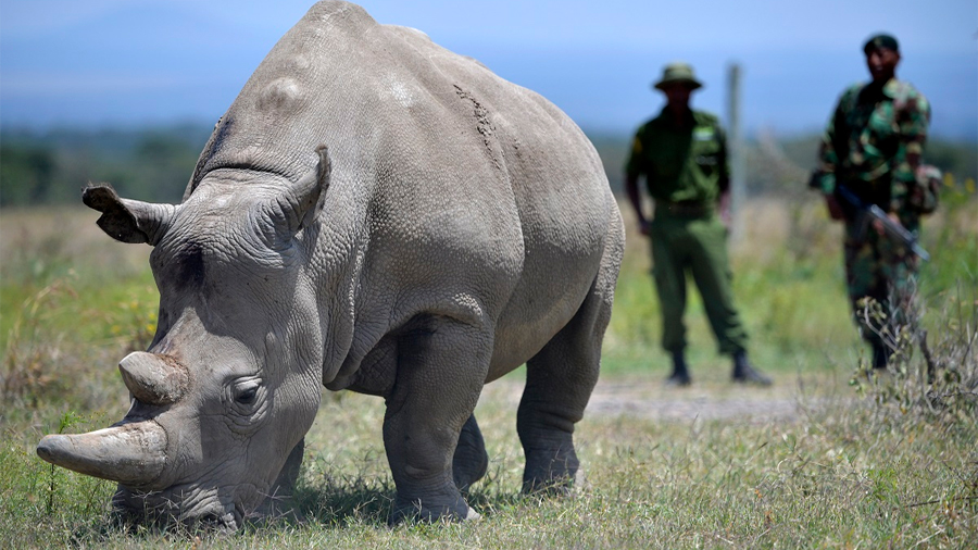 Extraen ovocitos de rinocerontes blancos para salvar a la especie