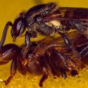 Cierta colonia de abejas asesina a la reina que copula con dos machos