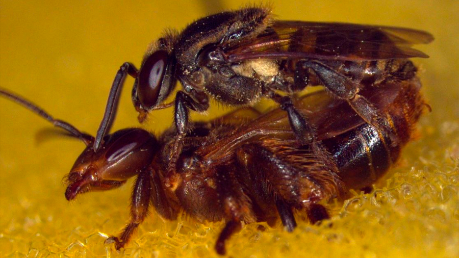Cierta colonia de abejas asesina a la reina que copula con dos machos