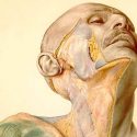 Eduard Pernkopf: el libro de anatomía nazi que los cirujanos todavía usan