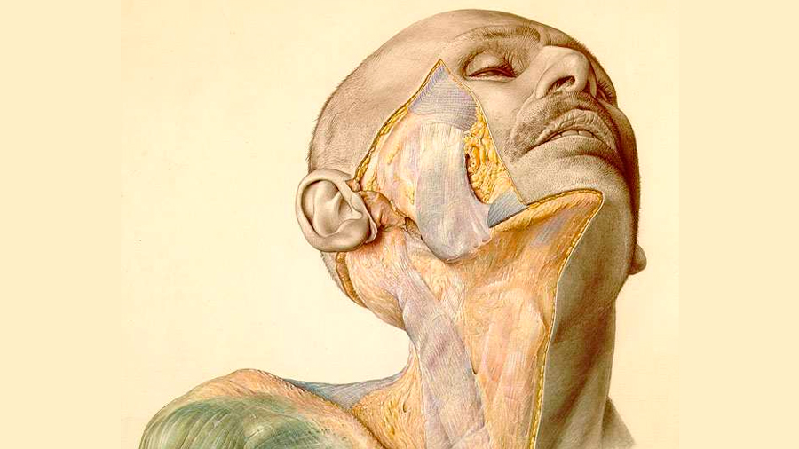 Eduard Pernkopf: el libro de anatomía nazi que los cirujanos todavía usan