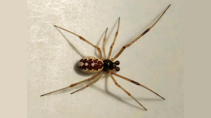 Sorpresa: los machos de las “arañas viudas” también pueden picar a humanos