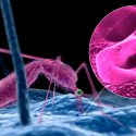 Crean el primer mapa celular del parásito de la malaria