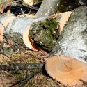 México: dos taladores ilegales fueron sentenciados a plantar 3 mil árboles y limpiar un río