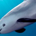 México: Analizan clonar a vaquita marina para detener extinción
