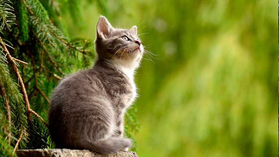 Nueva vacuna para gatos evita reacciones alérgicas en humanos