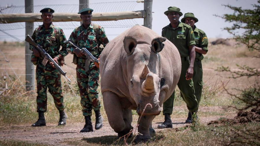 Logran fecundar 7 óvulos para salvar a los rinocerontes blancos