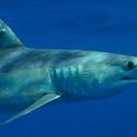 Tiburones y rayas en peligro de extinción serán protegidos