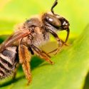 Abejas que anidan en el suelo pueden estar expuestas a pesticidas letales