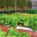 Fincas verticales serán futuro alimenticio en Latinoamérica: NASA