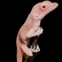 Lagartija albina, el primer reptil modificado genéticamente