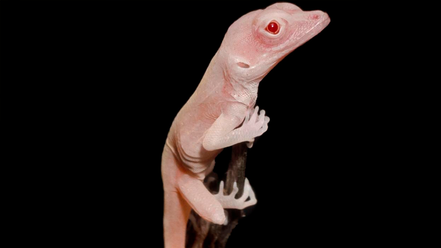 Lagartija albina, el primer reptil modificado genéticamente