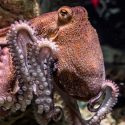 Algunos ejemplos en los que el pulpo demuestra su extraordinaria inteligencia