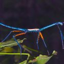 Describen dos especies nuevas de insectos palo que se hacen notar