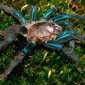 Descubren una nueva especie de tarántula color azul metálico