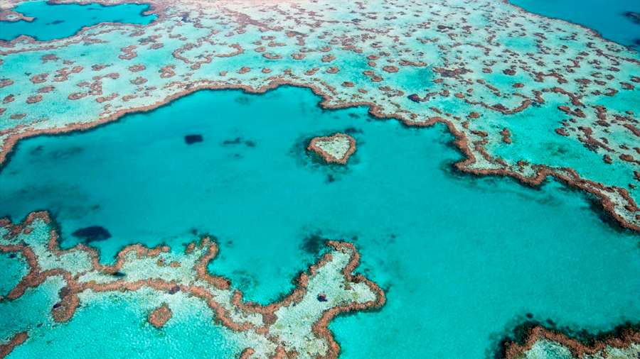 Australia califica la situación en la Gran Barrera de Coral de “muy grave”