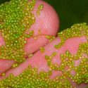 Descubren potencial de lenteja de agua Mankai como super alimento y ayuda contra la diabetes
