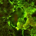 Realizan el primer experimento de minería espacial con microbios