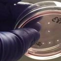 Minicerebros creados en laboratorio desarrollan redes neuronales funcionales