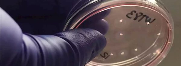 Minicerebros creados en laboratorio desarrollan redes neuronales funcionales