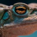 Veneno de una especie de sapo produce un estado de euforia que dura semanas