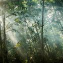 Según investigación, los árboles 'aprenden' a adaptarse al cambio climático