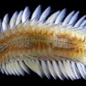 Una nueva especie de gusano de fuego aparece en Hong Kong