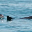 Estiman que quedan de 6 a 19 vaquitas marinas