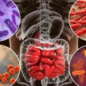 Identifican 8,000 cepas de bacterias en el tracto digestivo humano