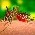 Otra ventaja poco conocida de la radiación: mosquitos estériles para combatir el dengue