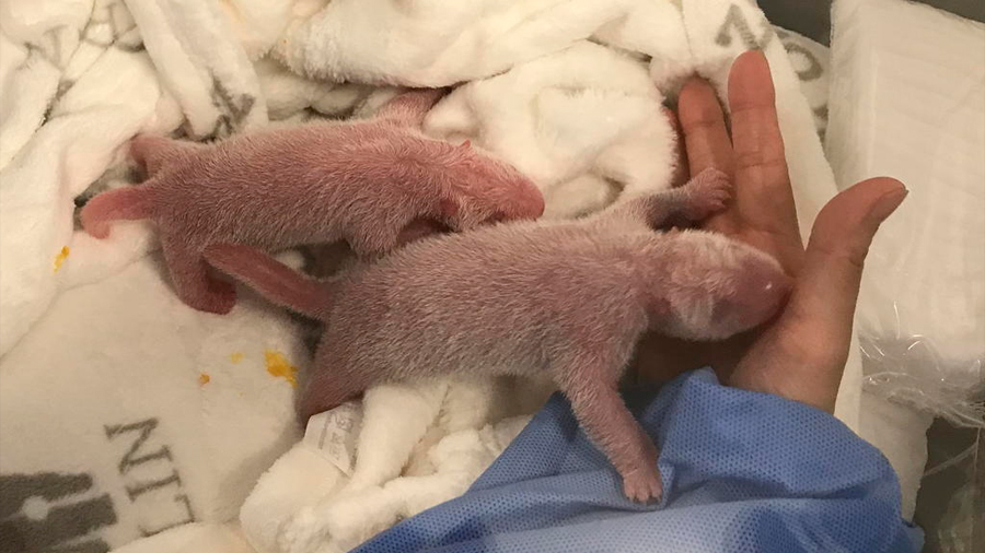 Nacen primeros dos osos panda en cautiverio en Alemania