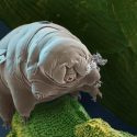 Tardigrado, la extraña criatura que sobrevivirá a la extinción y seguirá en la Tierra 10,000 millones de años