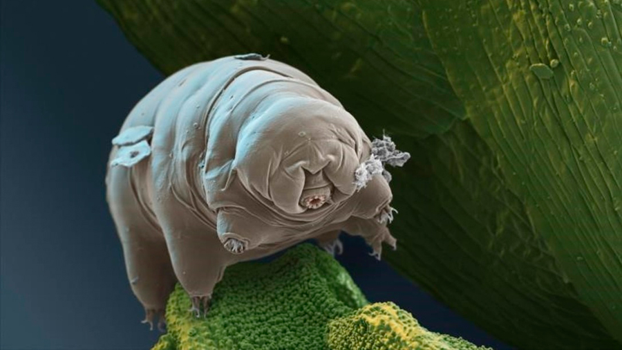 Tardigrado, la extraña criatura que sobrevivirá a la extinción y seguirá en la Tierra 10,000 millones de años