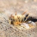 Han muerto 500 millones de abejas en Brasil en solo 3 meses