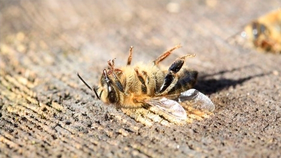 Han muerto 500 millones de abejas en Brasil en solo 3 meses