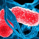 Prueban con éxito en ratones una vacuna contra la superbacteria 'Klebsiella'